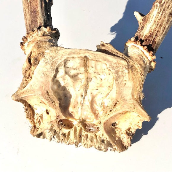 Deer Antlers - Picture 5 of 15